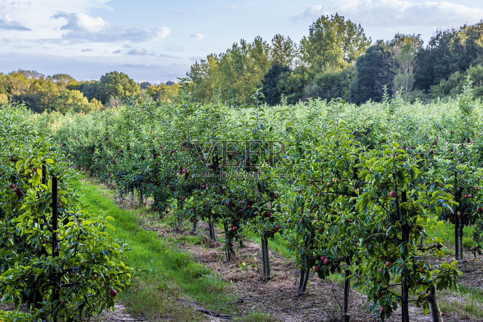 夏末果园里一排排的苹果树照片摄影图片