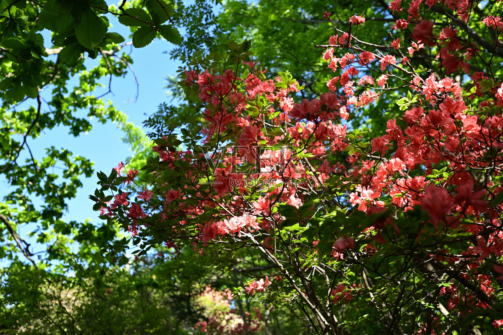 日本群马市,高崎,春una山照片摄影图片
