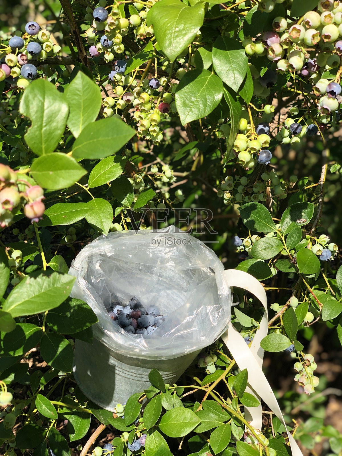 采摘蓝莓2照片摄影图片