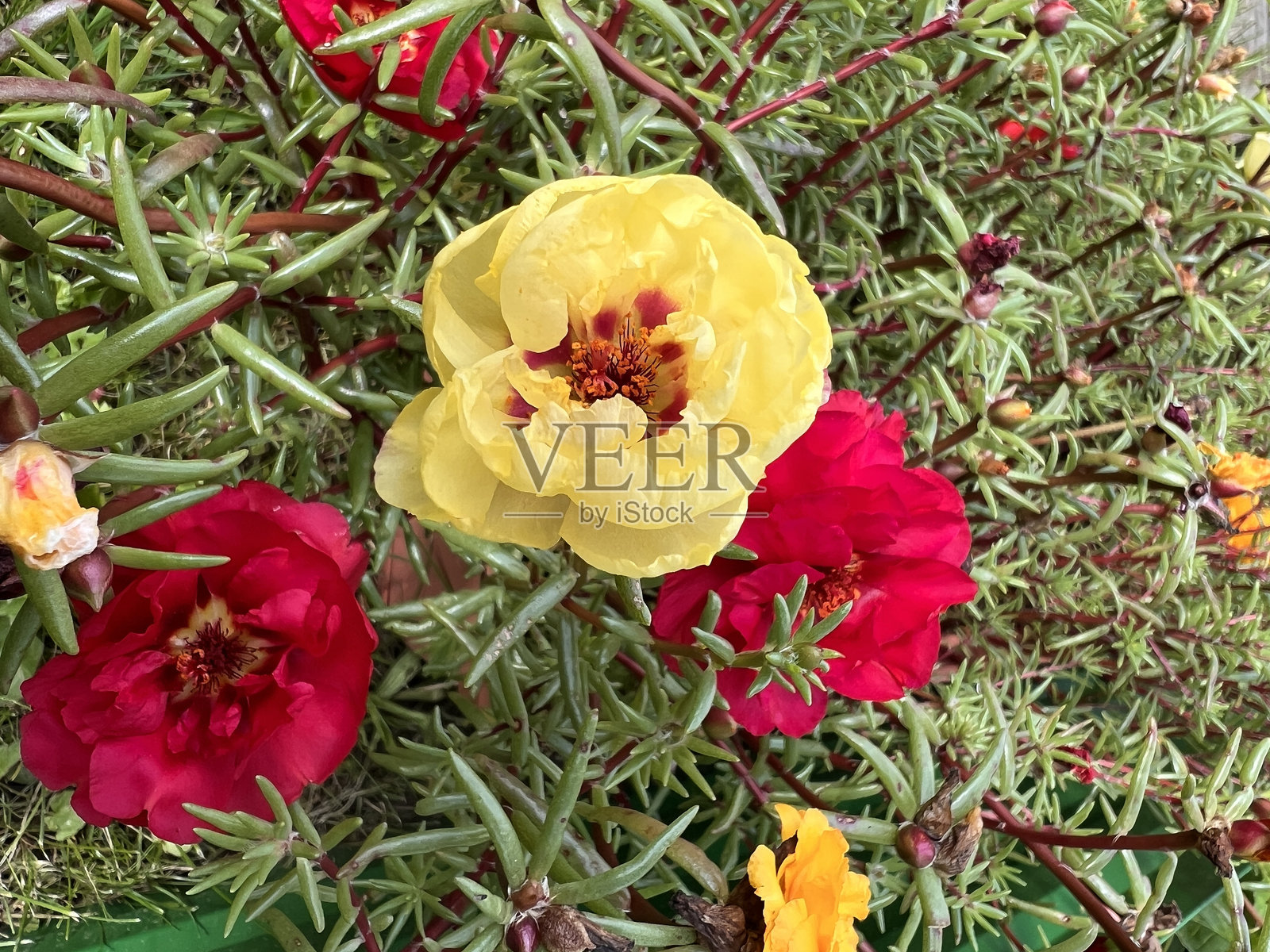 鲜花照片摄影图片