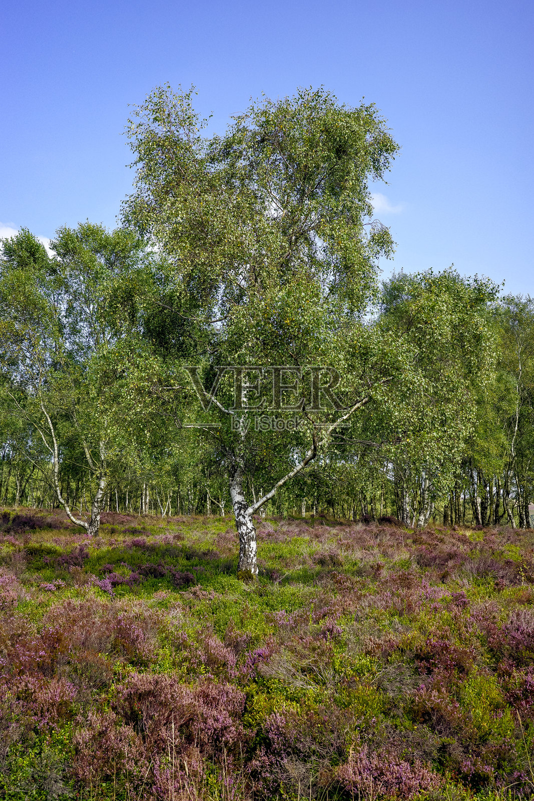 英国德比郡哈瑟萨奇摩尔。郁郁葱葱的桦树,在一片生机勃勃的石南草原上,晴朗的蓝天下。照片摄影图片