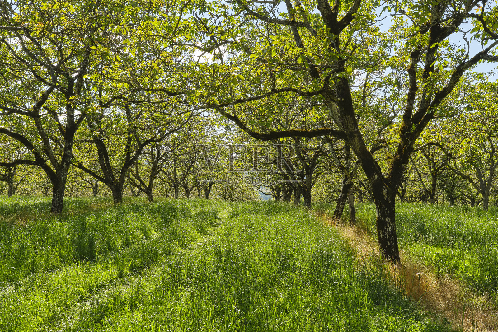 法国南部罗卡马多尔附近夏天的核桃树照片摄影图片