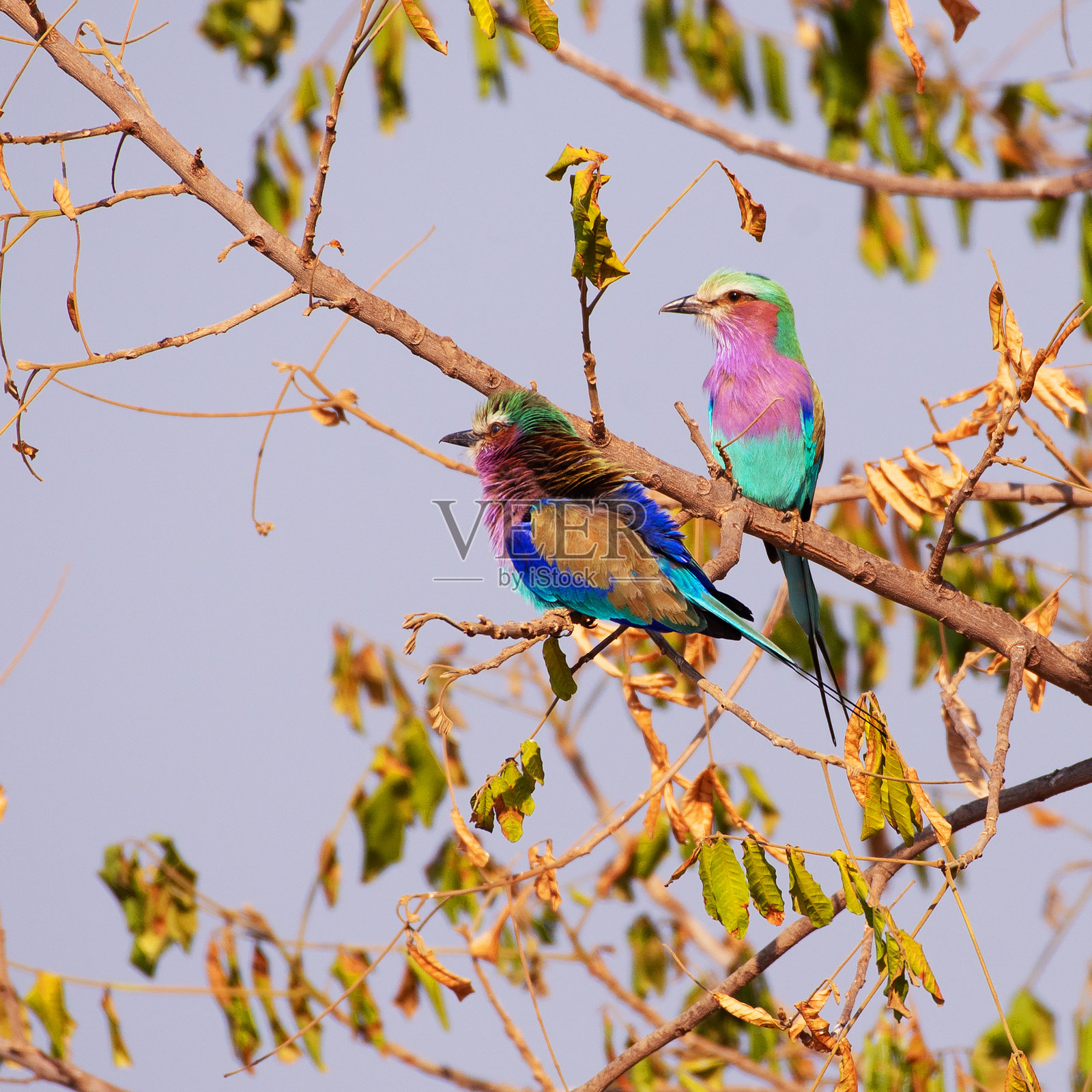 较低的赞比西河照片摄影图片