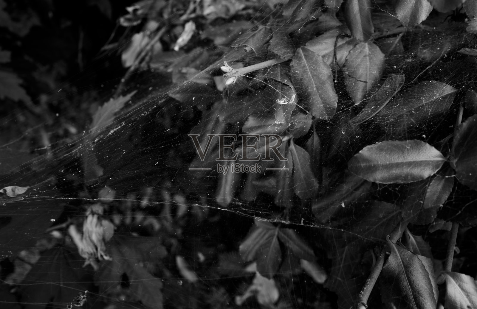 用单色传感器拍摄的微距蜘蛛网。有很多麻烦照片摄影图片