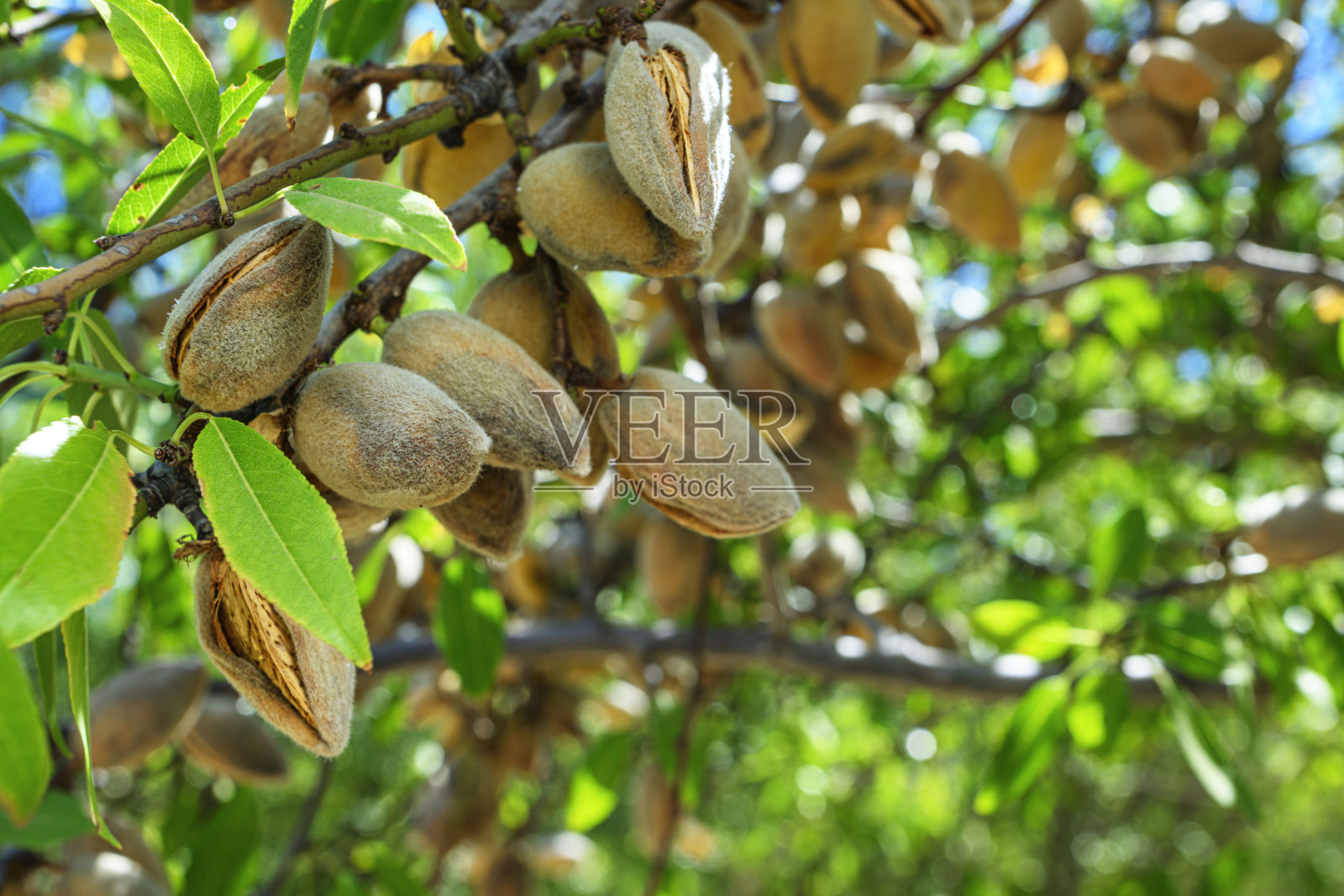 加州果园中成熟的杏仁特写照片摄影图片
