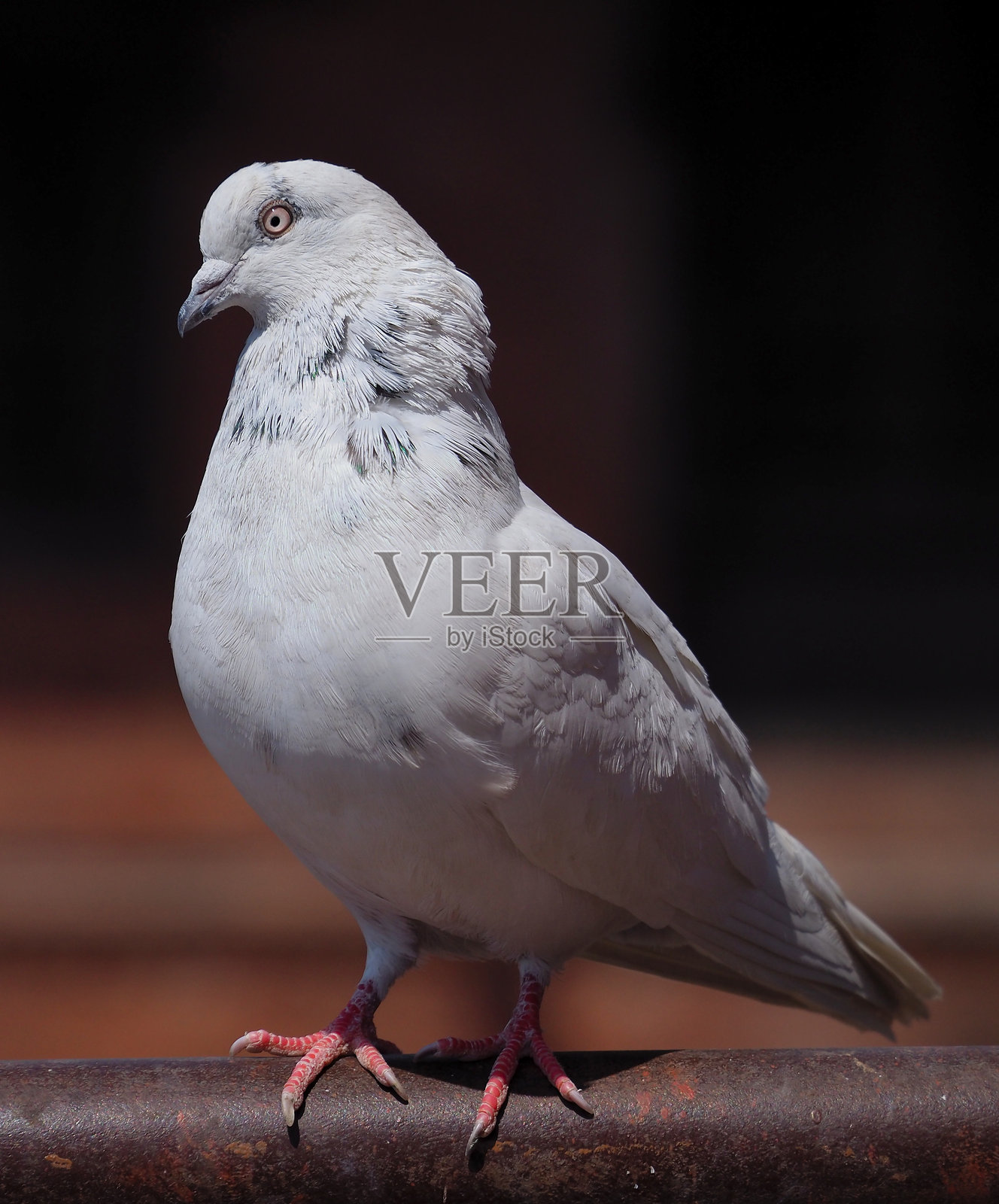 灰鸽子照片摄影图片