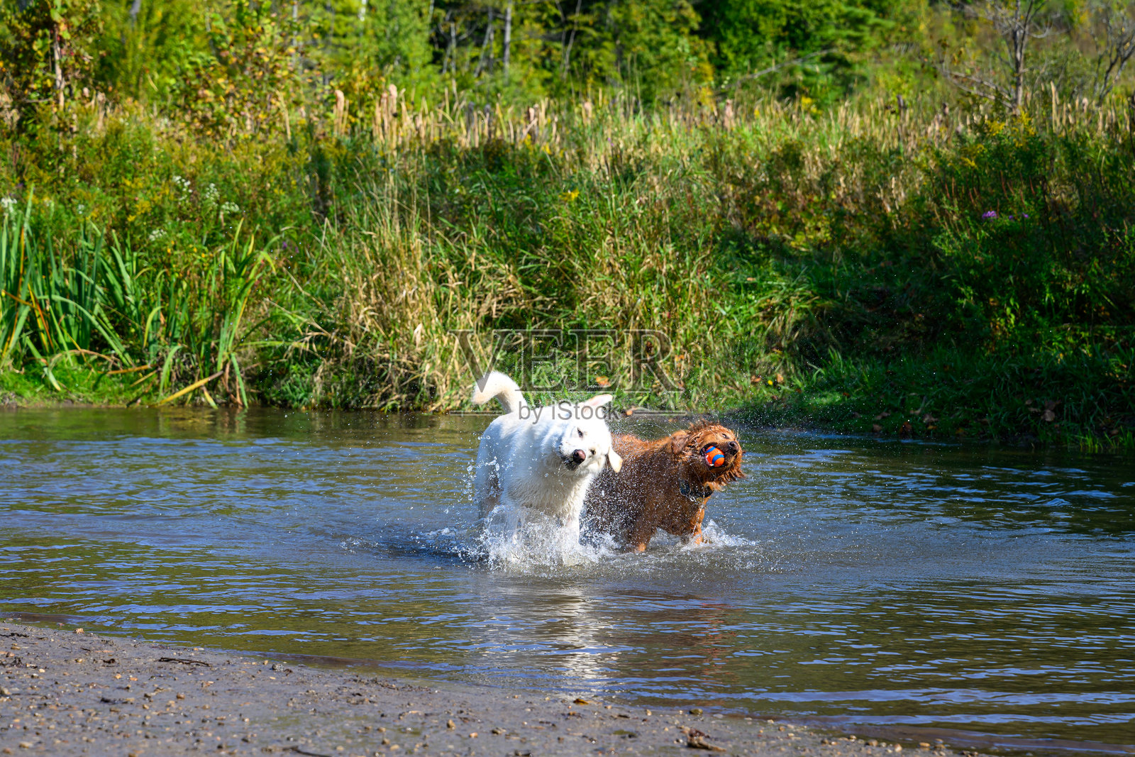 快乐的狗在加拿大安大略省的小溪里玩玩具球照片摄影图片