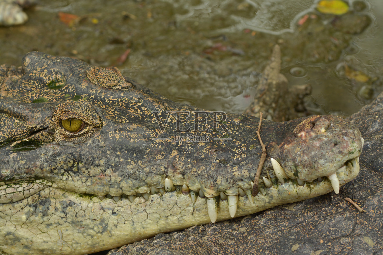 近距离观察淡水鳄鱼的头部照片摄影图片