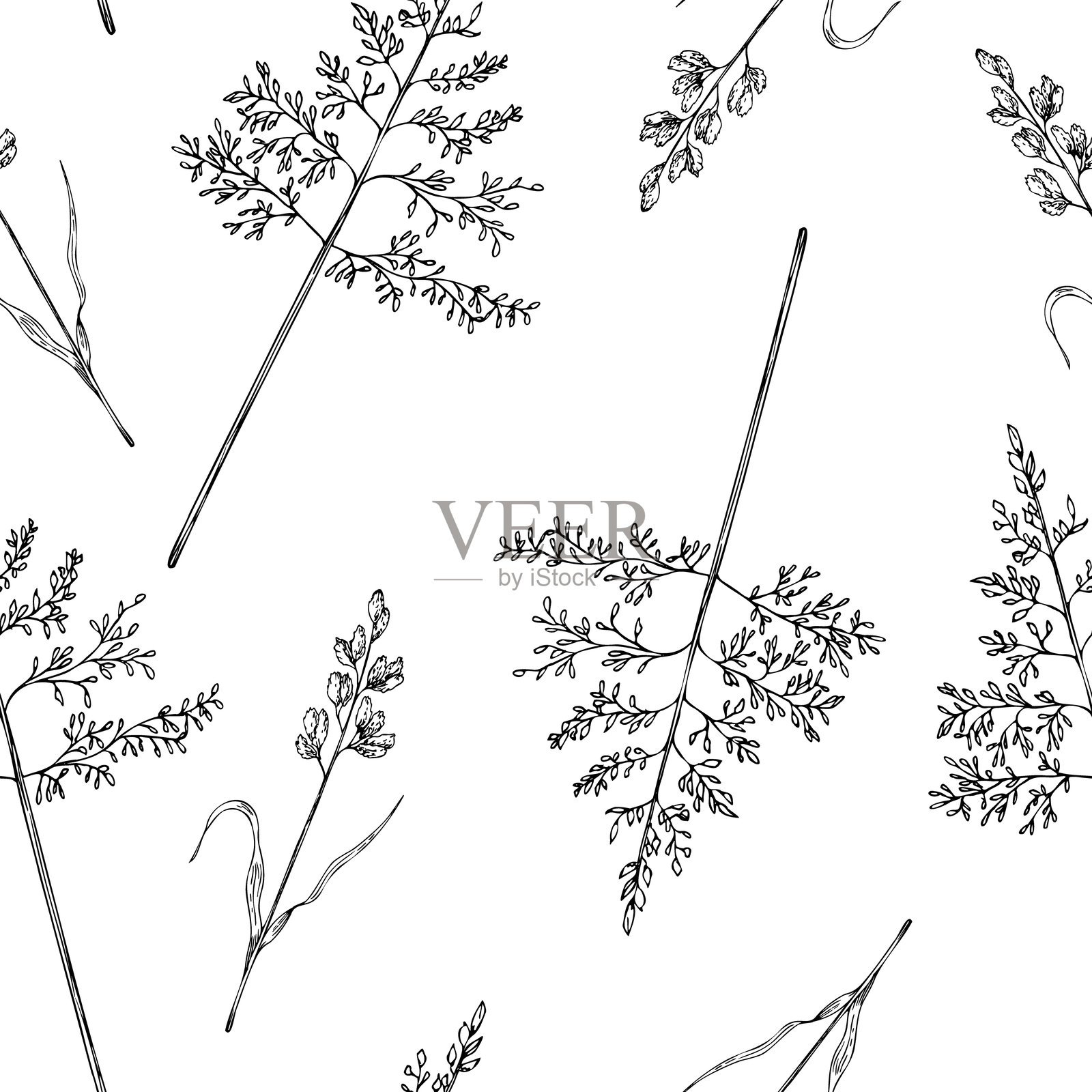 无缝图案与草甸干植物。病媒松鼠尾草,粟草病媒。手绘图形的狗尾草,背景分离的积液毫。植物,药用和草药插图。为设计师,插画图片素材