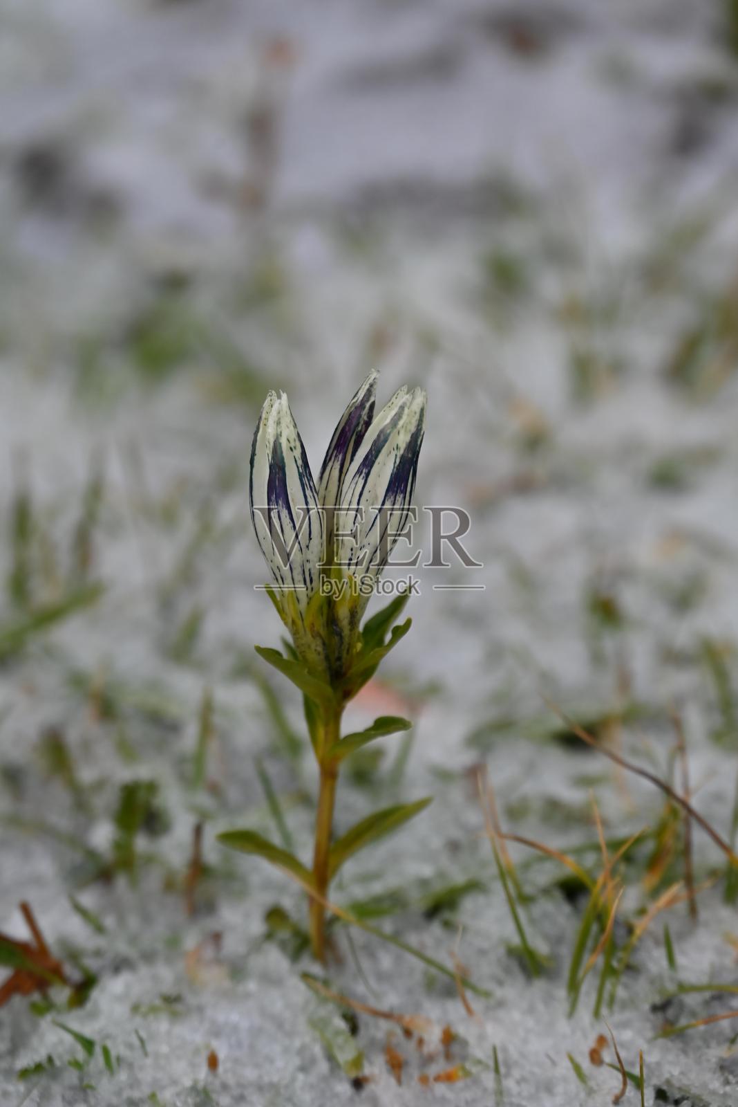 龙胆照片摄影图片