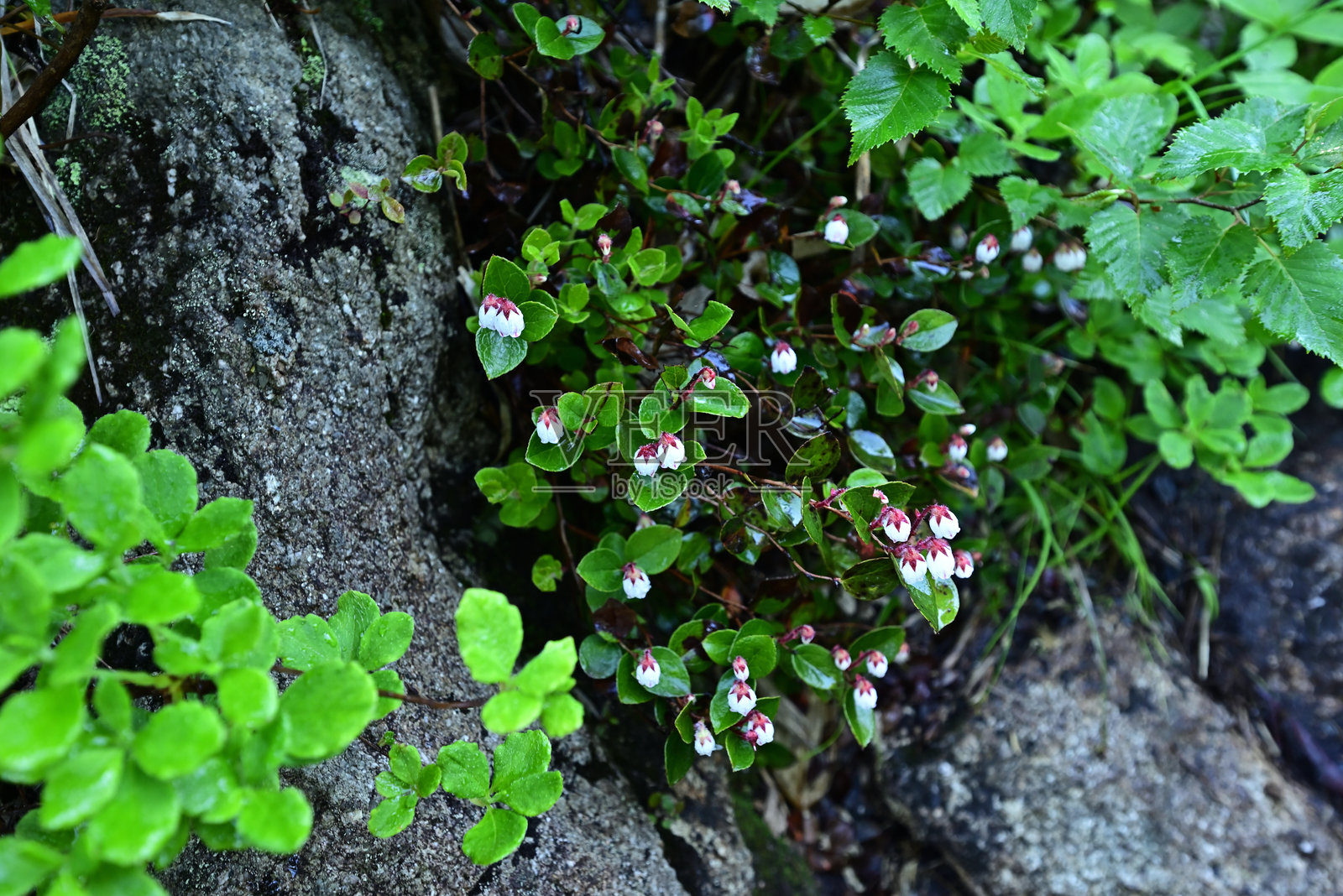 山。日本群马县的泰拉普尤和仙野仓照片摄影图片