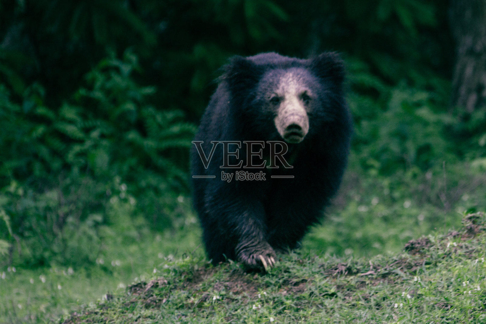 印度树懒熊照片摄影图片