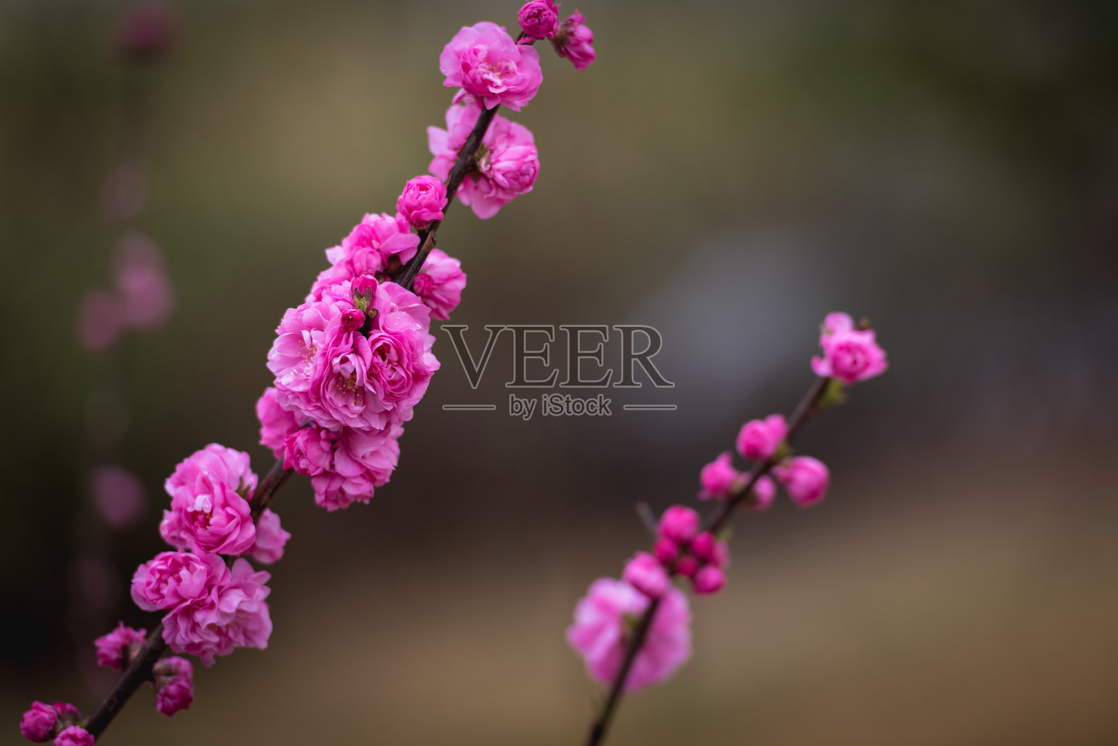 春天,春花盛开,公园里有樱花、桃花等照片摄影图片