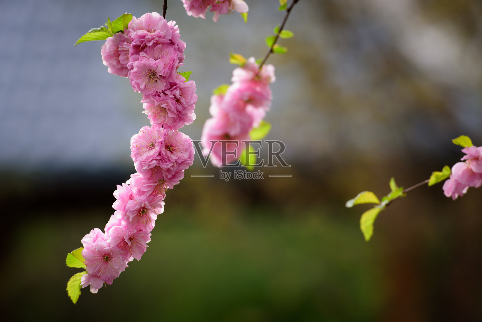春天,春花盛开,公园里有樱花、桃花等照片摄影图片