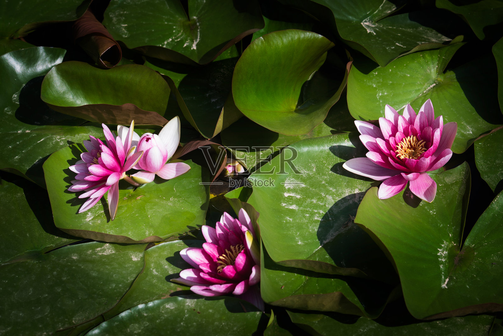 夏天公园里盛开的荷花照片摄影图片
