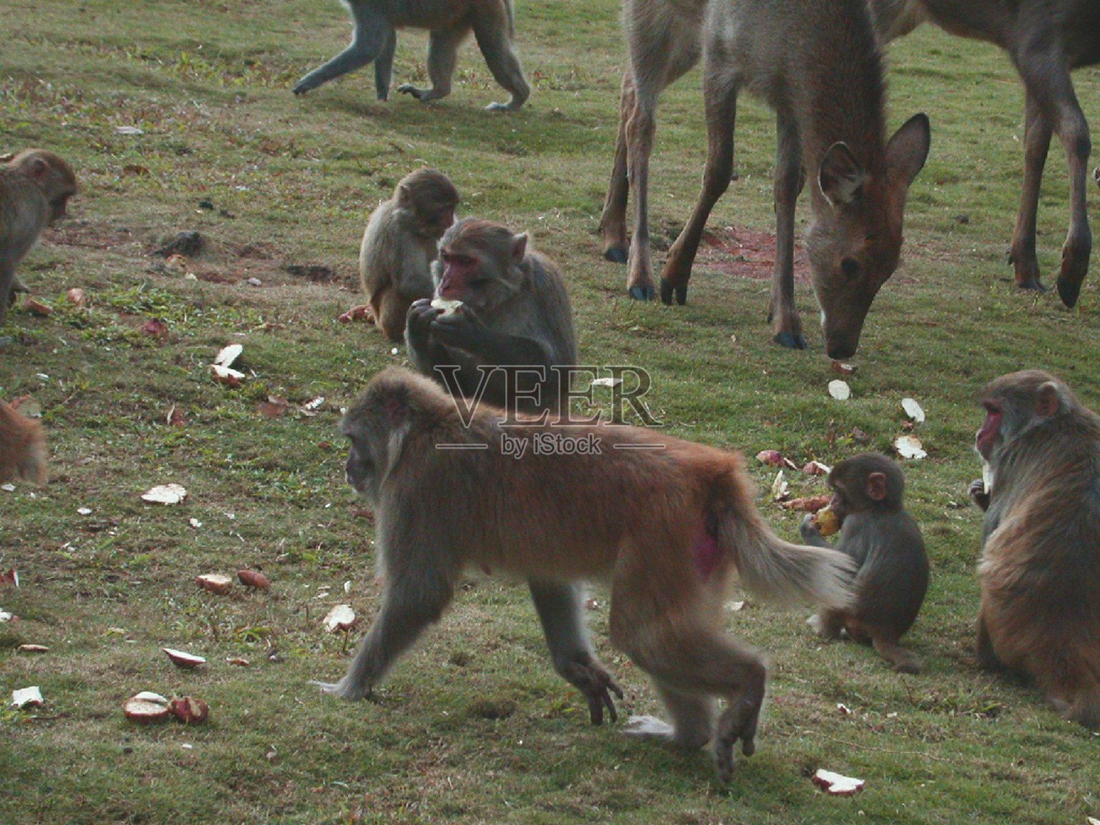 森林里的猴子照片摄影图片