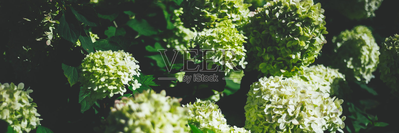 花园里的绣球花照片摄影图片