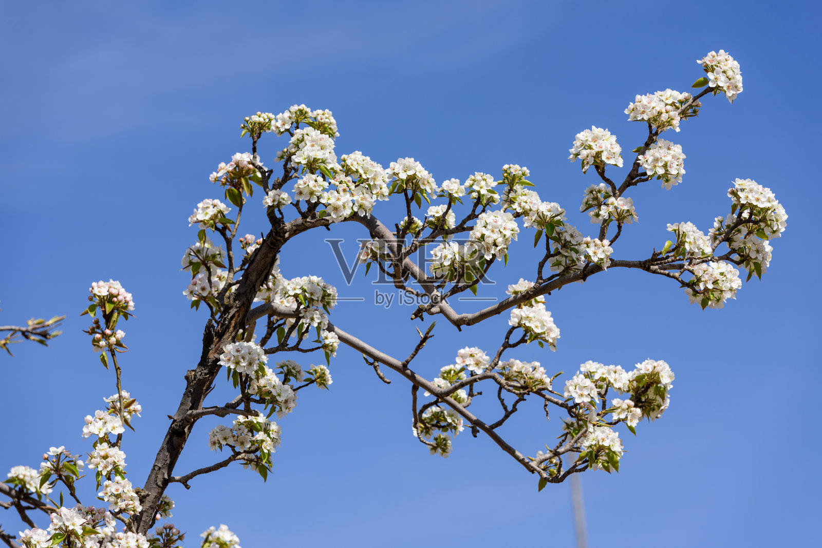 春天,果园里开满了洁白的梨花照片摄影图片