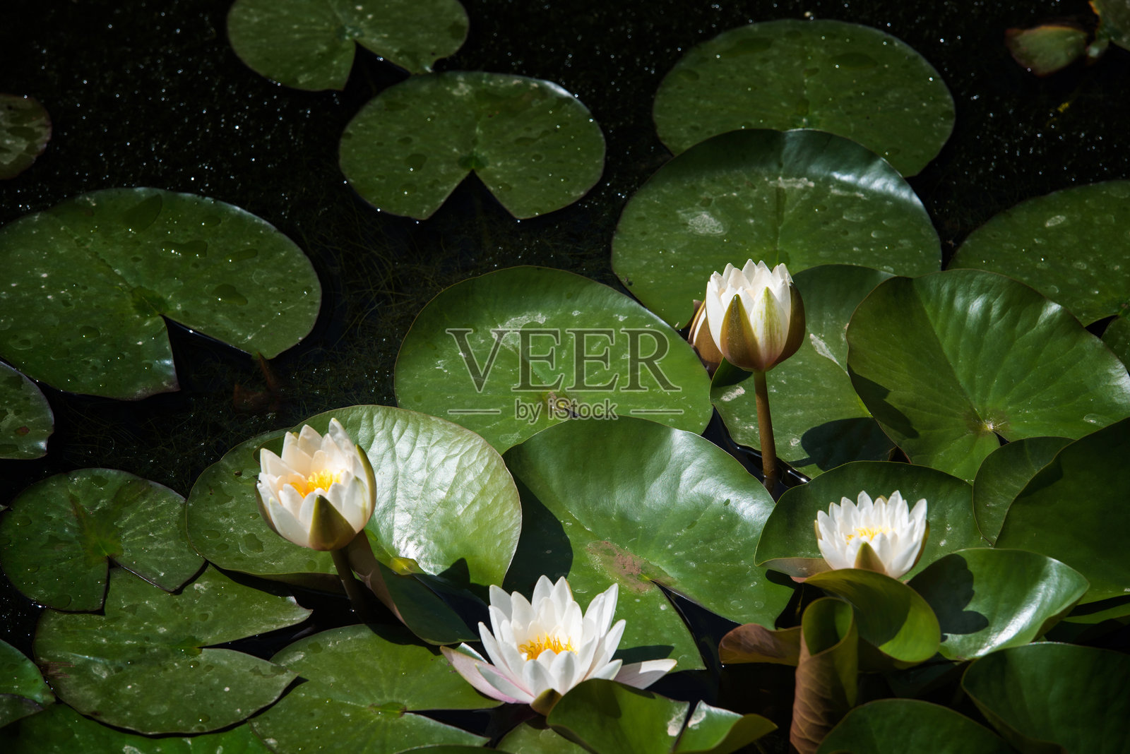 夏天公园里盛开的荷花照片摄影图片