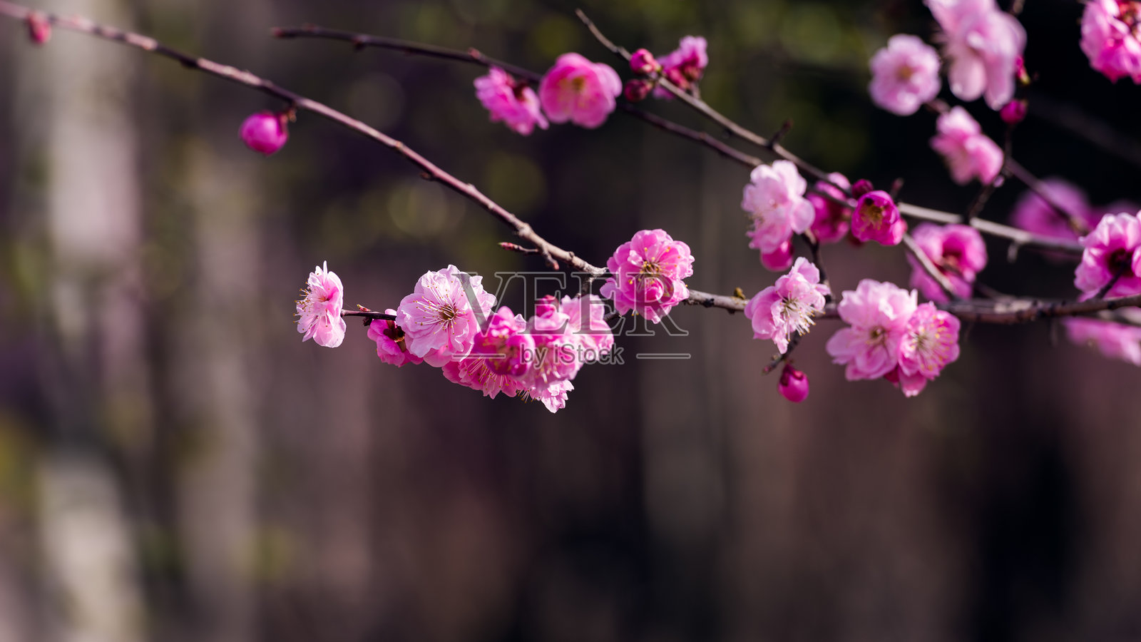 春天,春花盛开,公园里有樱花、桃花等照片摄影图片