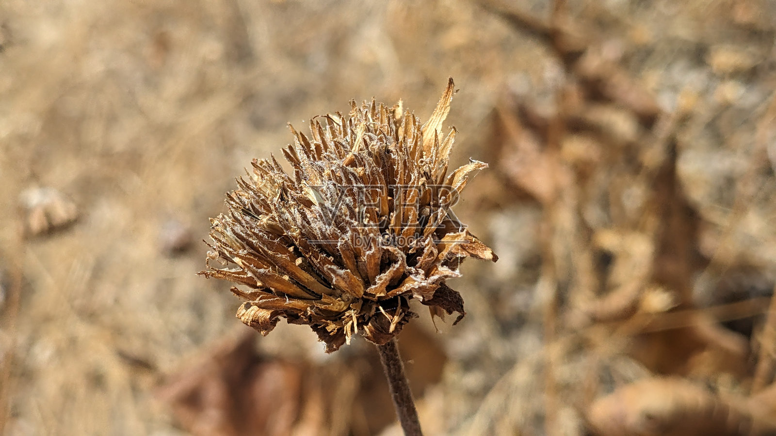 近距离拍摄干燥的野花种子荚照片摄影图片