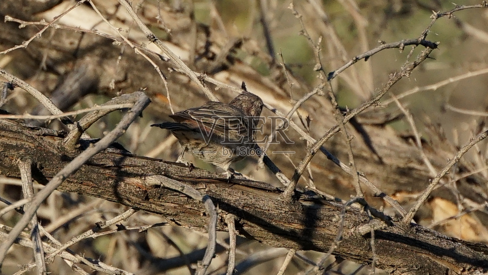 旧大陆的麻雀在树枝上照片摄影图片