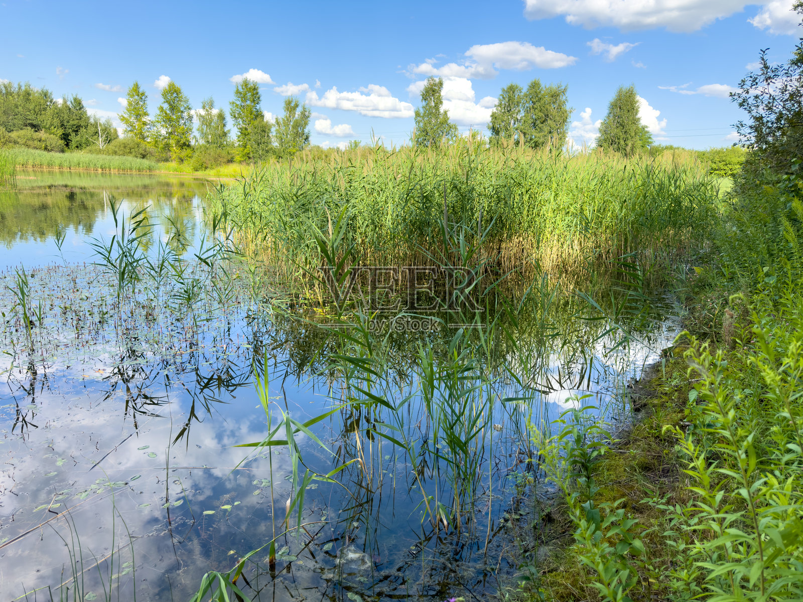 夏季混交林中的湖泊。自然照片摄影图片