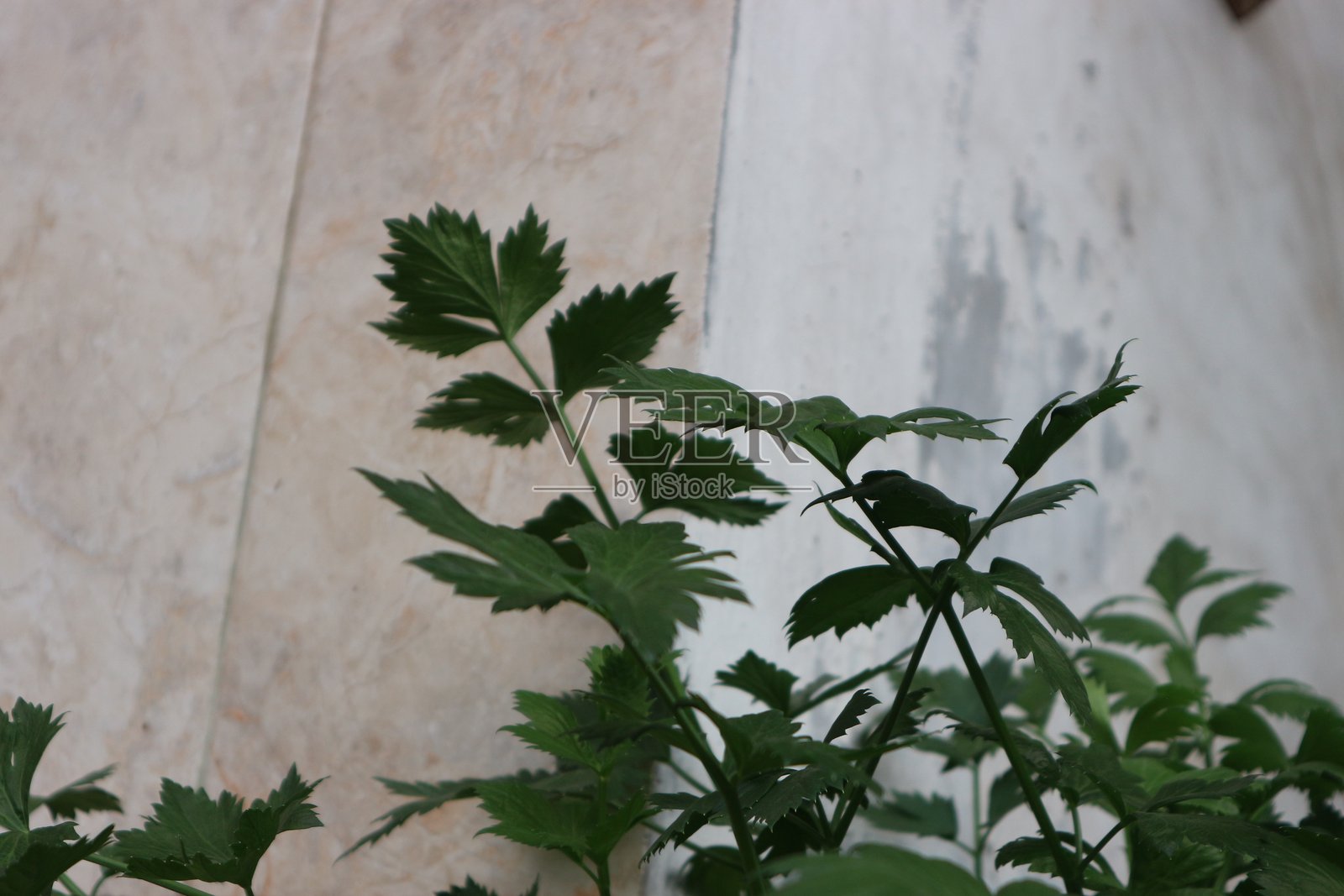 芹菜照片摄影图片