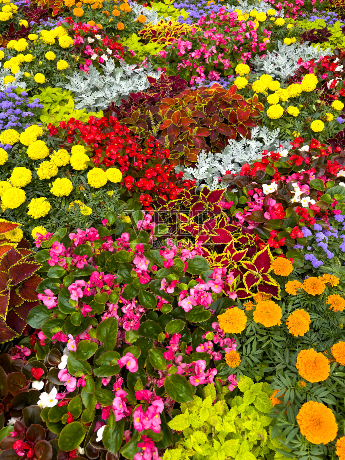 美丽的五颜六色的花生长在公园的地面上。背景照片摄影图片