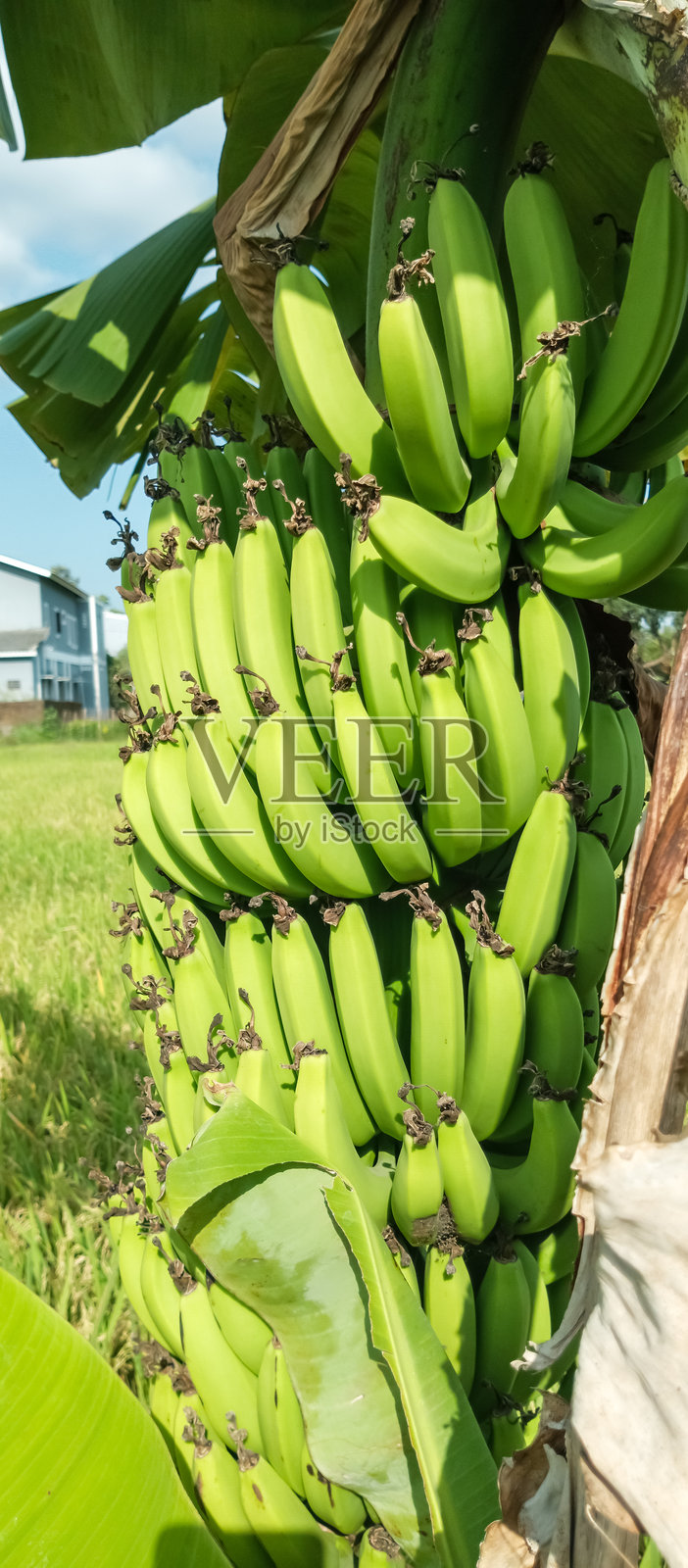 香蕉和香蕉树的景色照片摄影图片