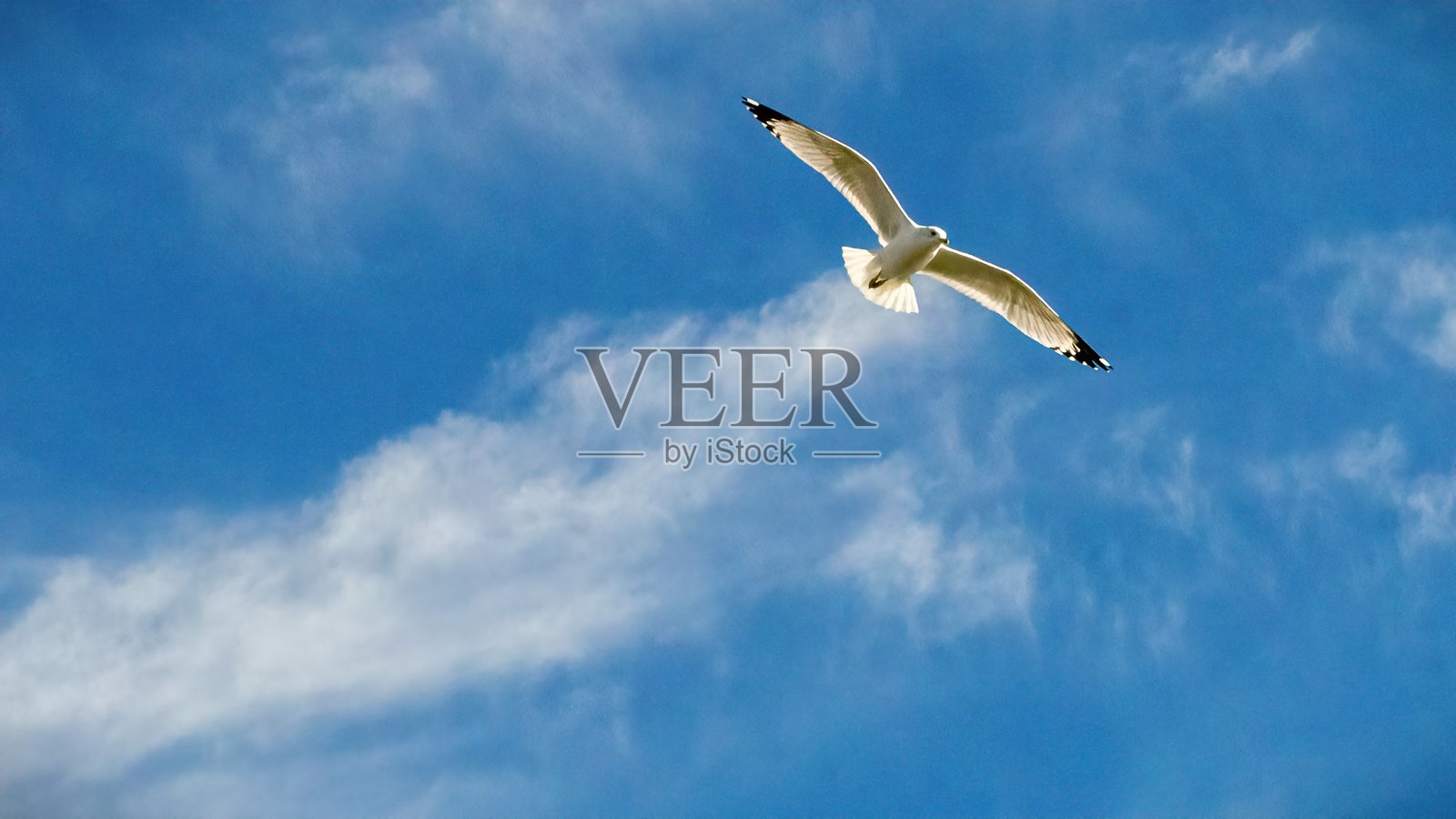 飞机海鸥照片摄影图片