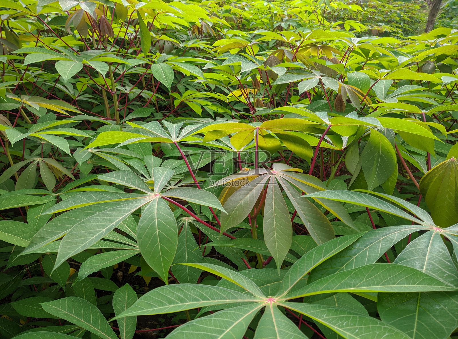 木薯树照片摄影图片