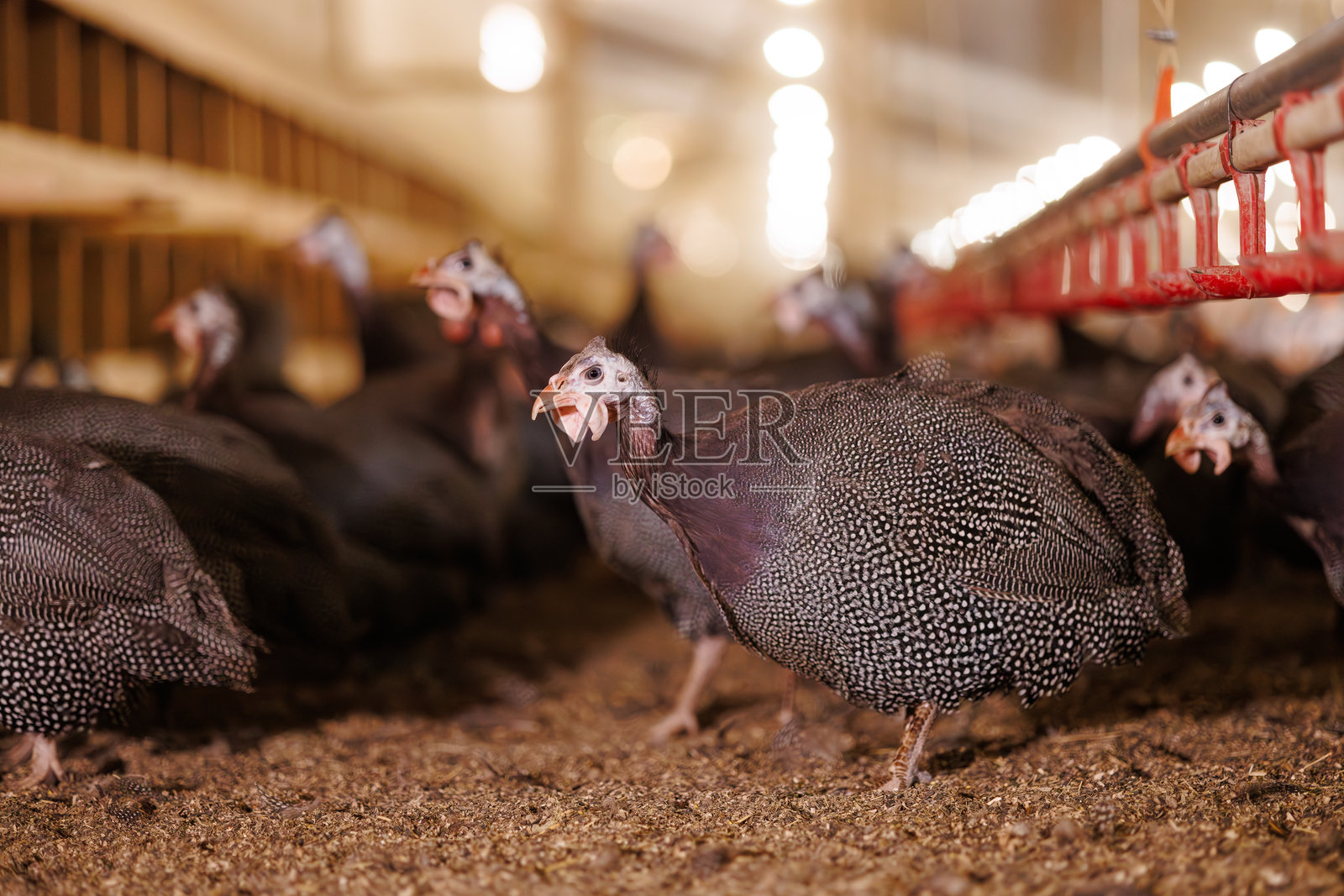 珍珠鸡在家禽农场设置,选择性焦点照片摄影图片