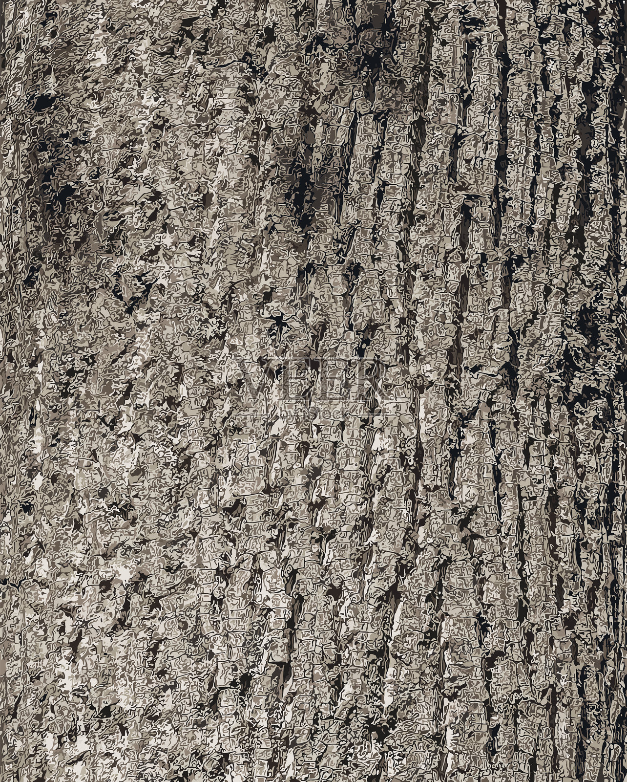 鹅掌楸郁金香树皮矢量插图。鹅掌楸(Liriodendron tulipifera)木材背景纹理图案。插画图片素材