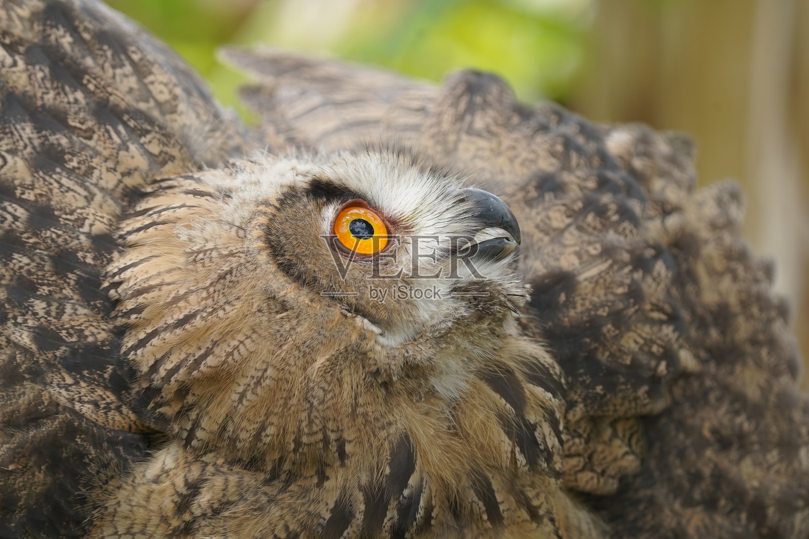 岩鹰猫头鹰的肖像。照片摄影图片