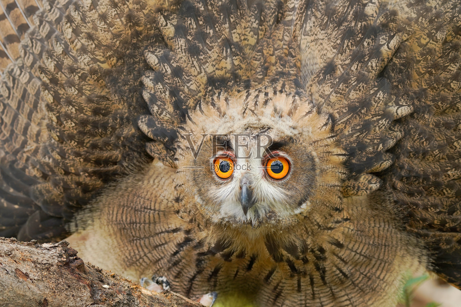 岩鹰猫头鹰的肖像。照片摄影图片