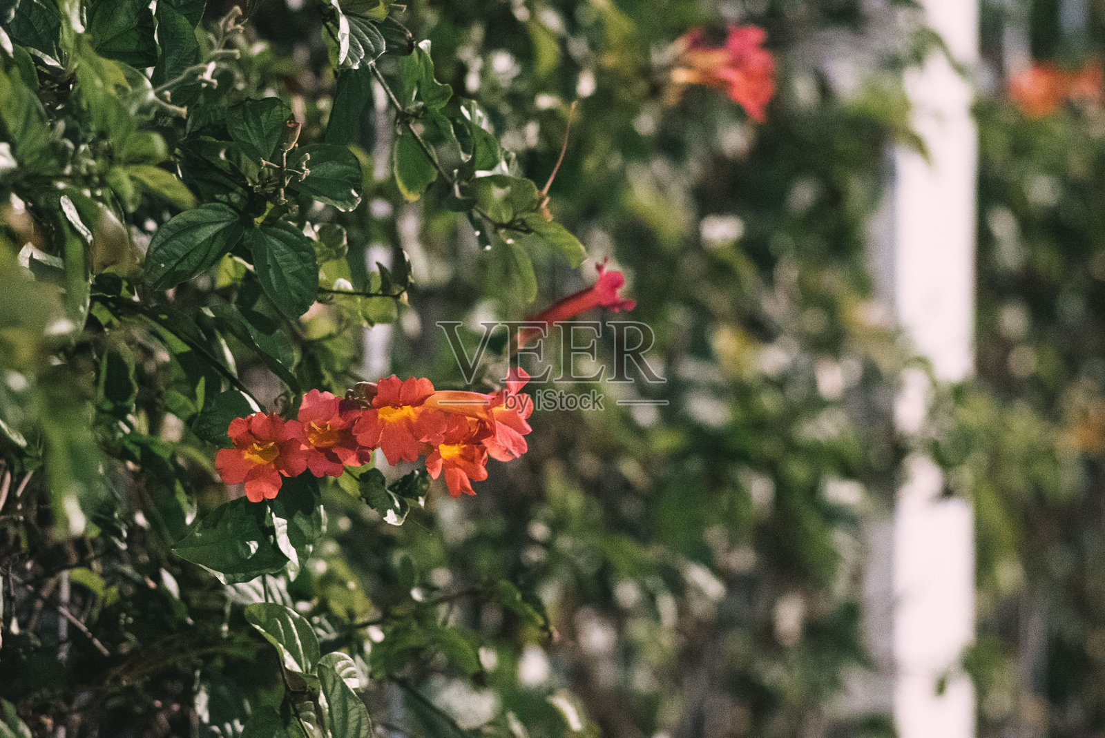 玛丽娜·德尔雷照片摄影图片