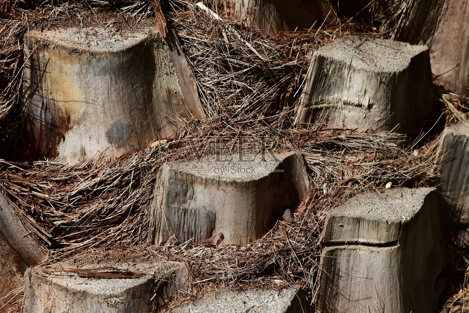 树桩照片摄影图片