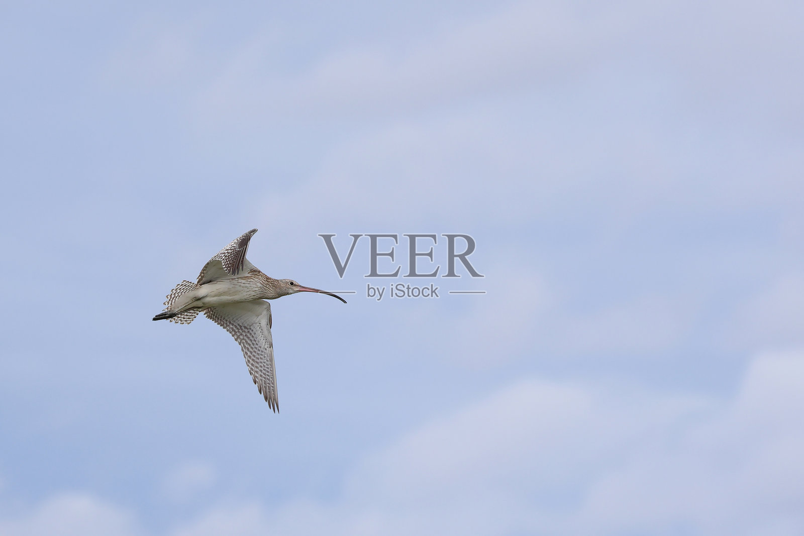 欧亚麻鹬照片摄影图片