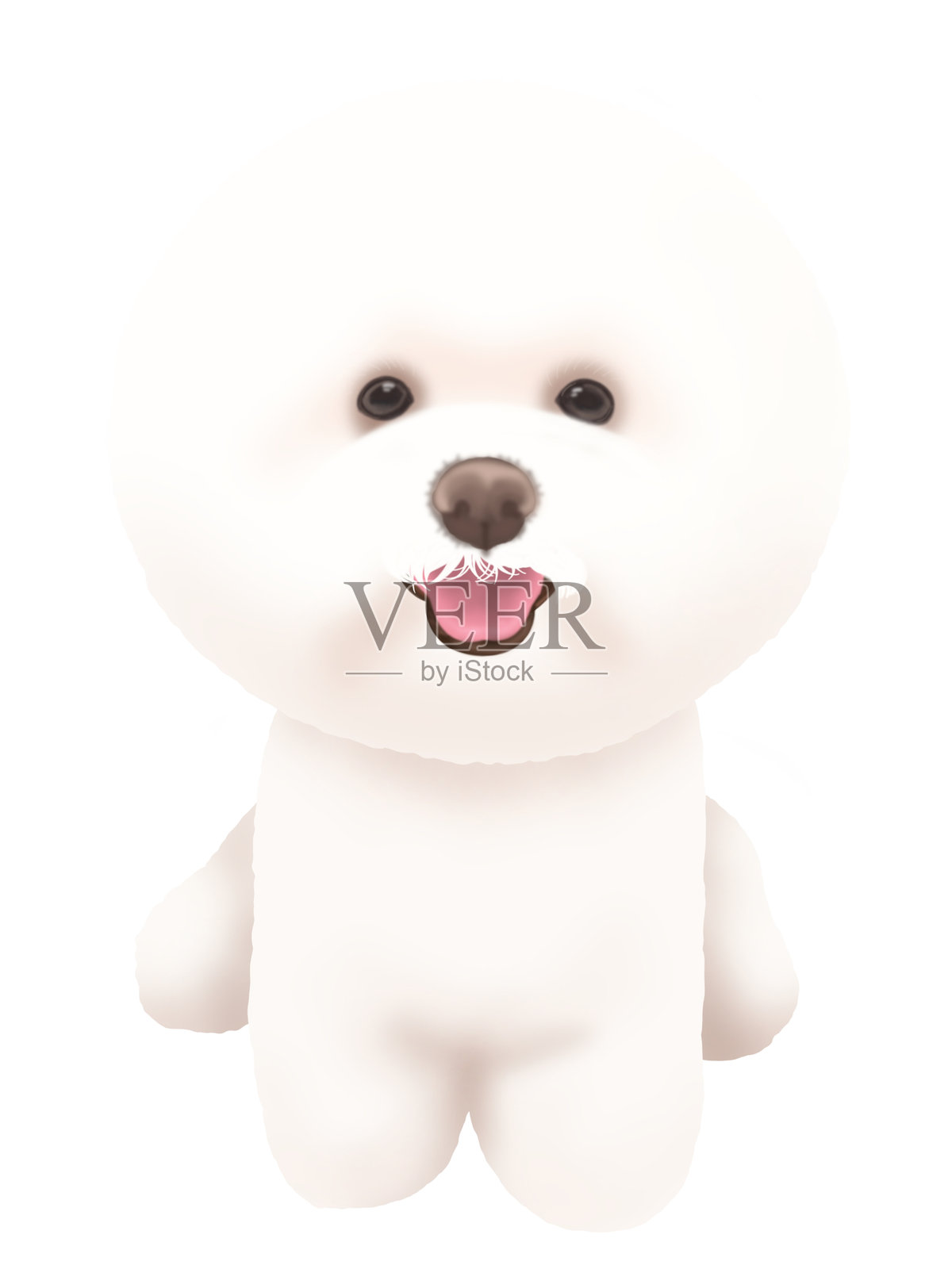 比雄卷毛全身照片摄影图片