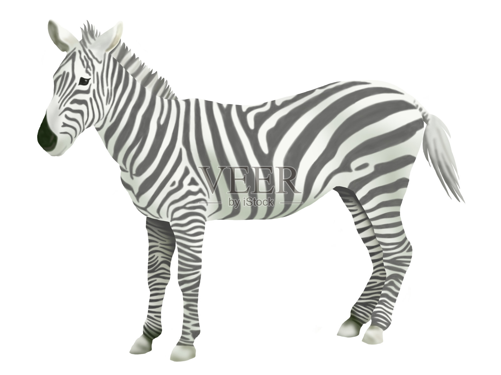 斑马照片摄影图片