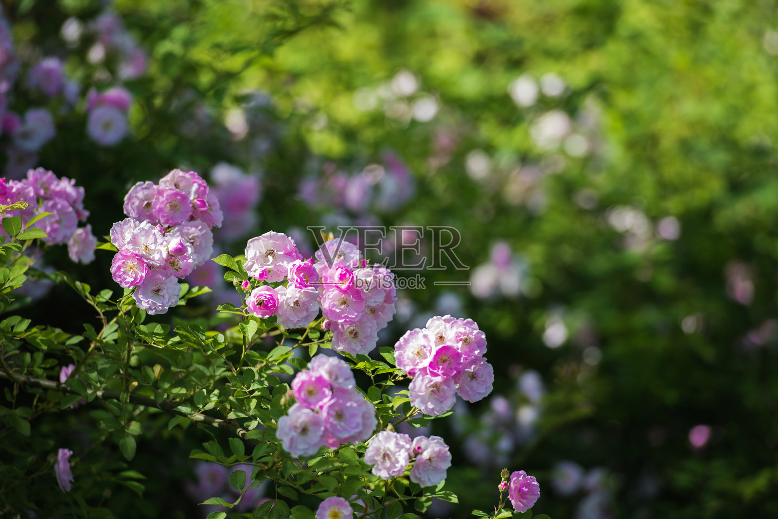 春天,公园里开满了各种各样的花照片摄影图片