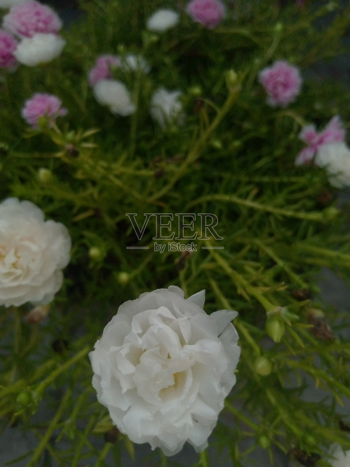 粉色和白色的花照片摄影图片