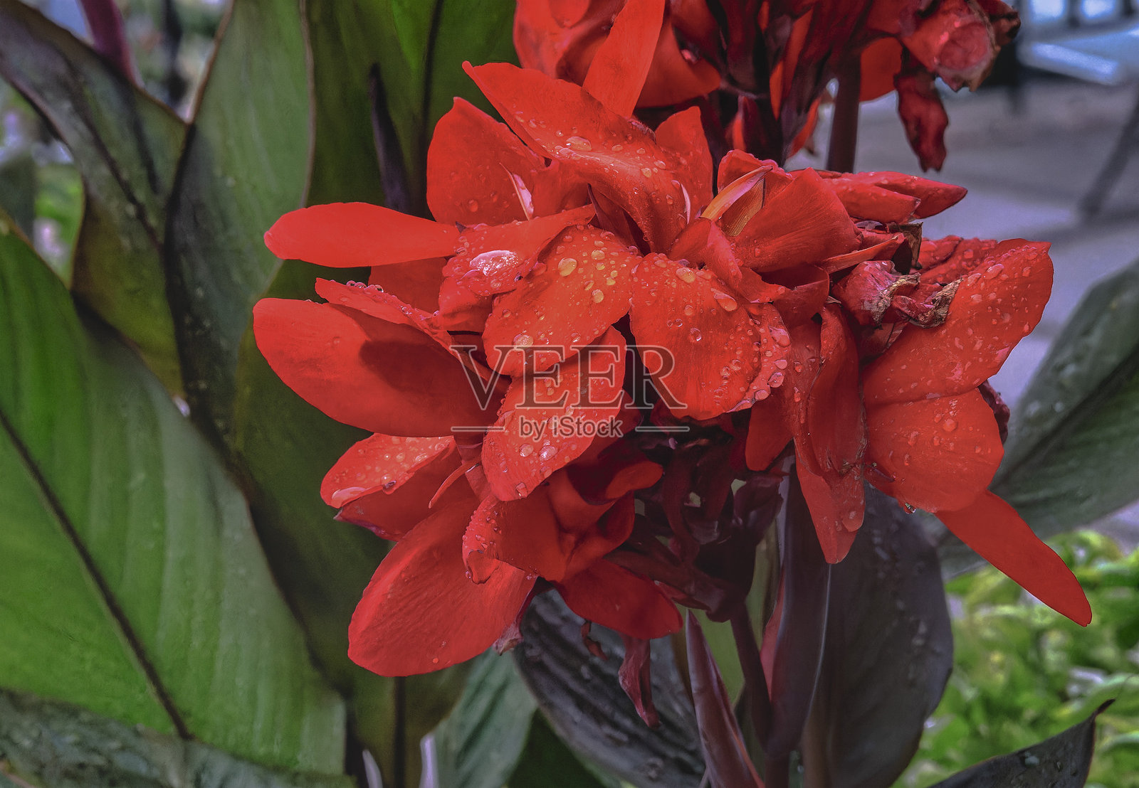 一株美丽的红色美人蕉照片摄影图片