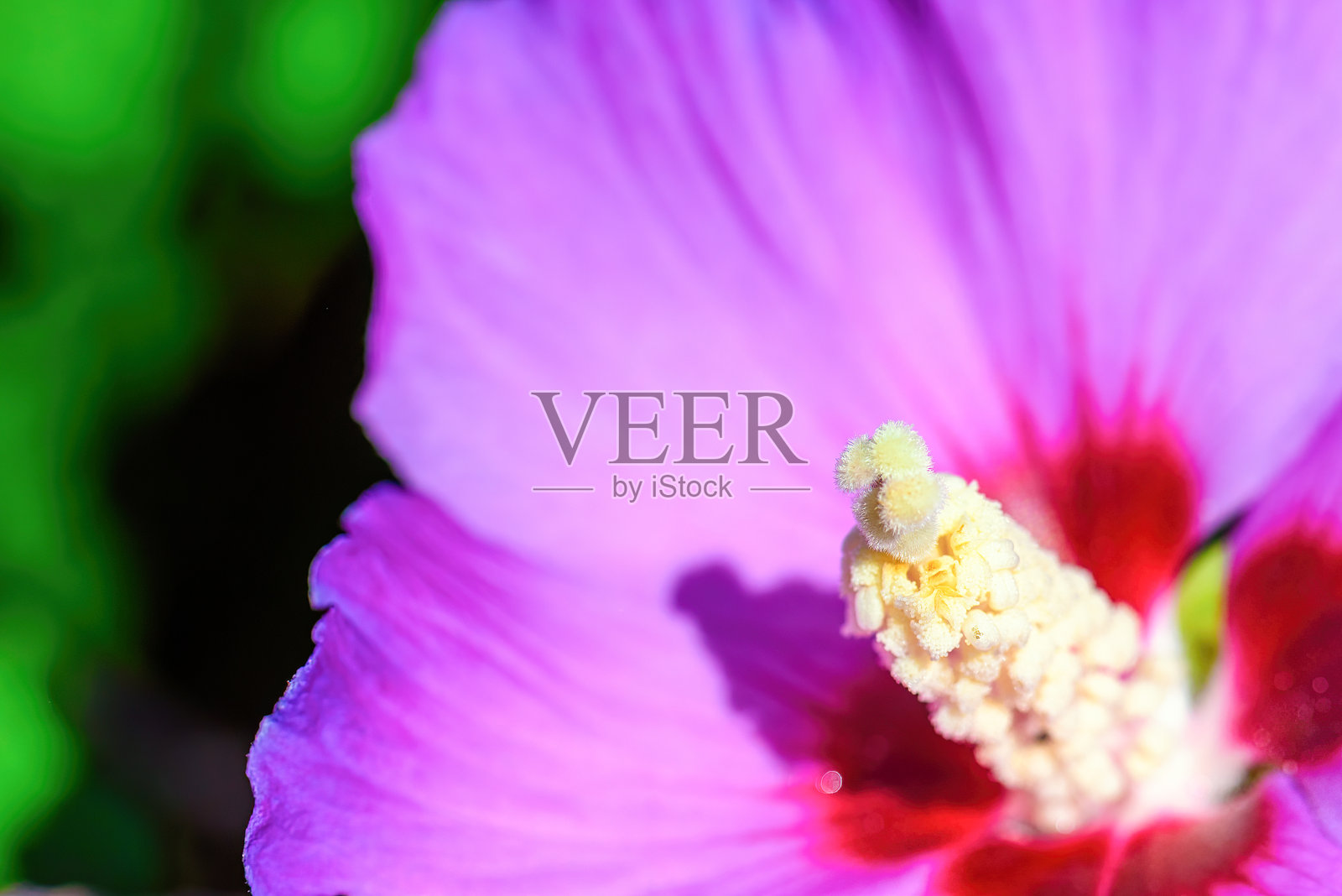 芙蓉花雄蕊雌蕊照片摄影图片