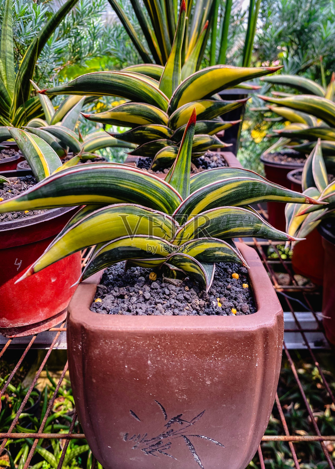 红锅上的桑塞维耶里亚照片摄影图片