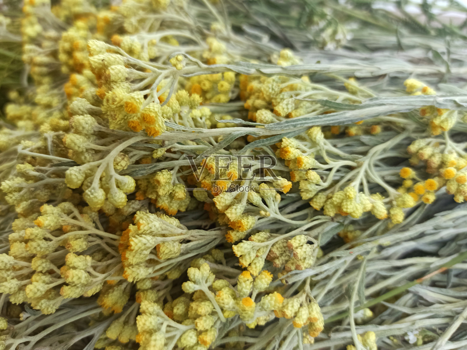 长生花,蜡菊,宏,保健药用原料照片摄影图片