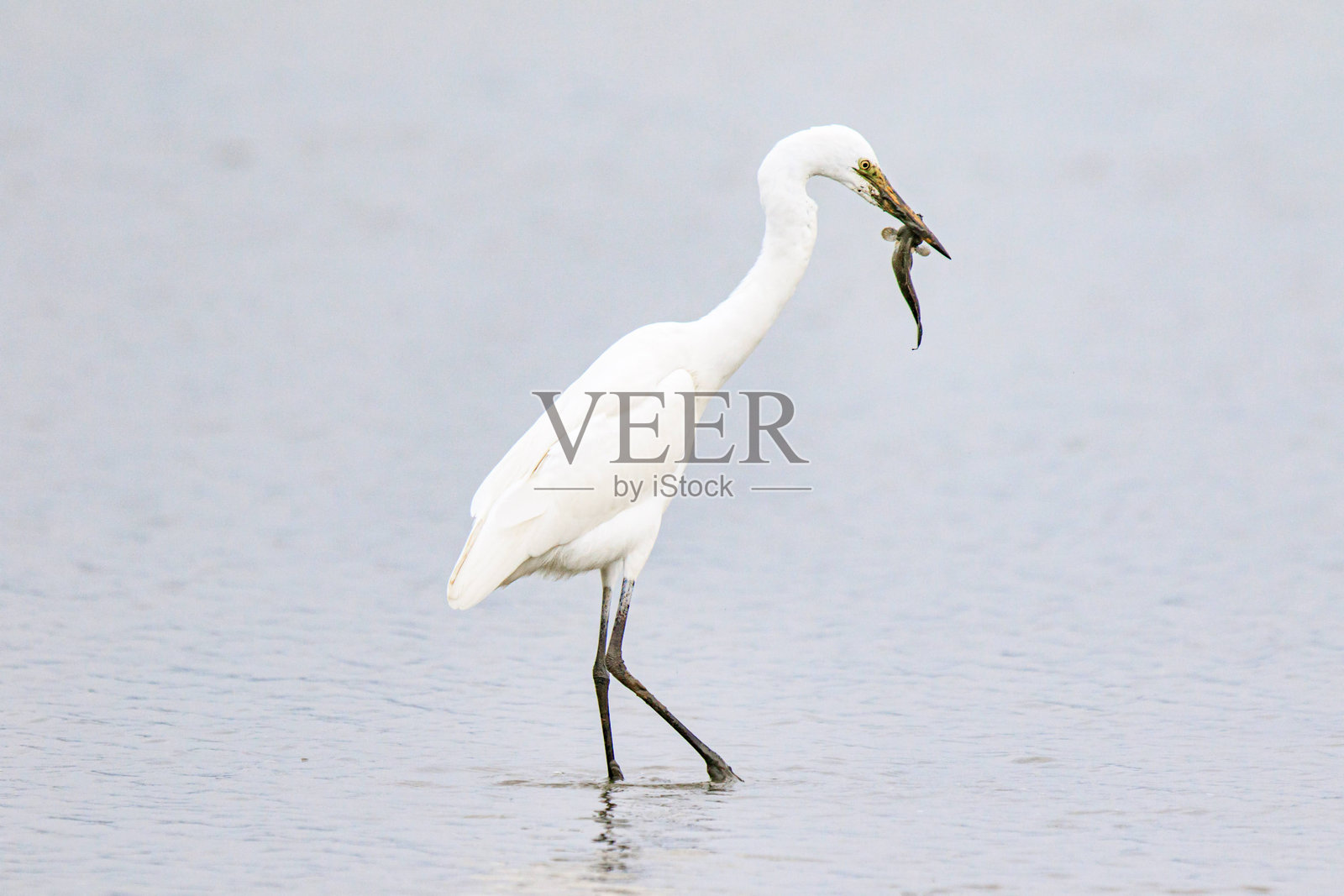 胜利的时刻:大白鹭在浅水区捕获弹涂鱼照片摄影图片