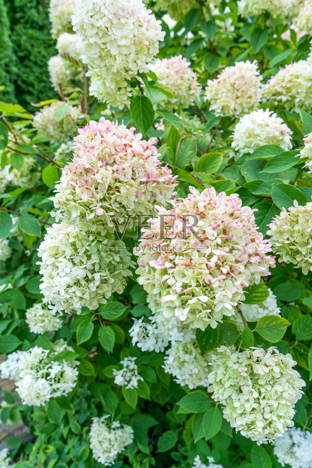 绣球花盛开的花园。白芽绣球花。照片摄影图片