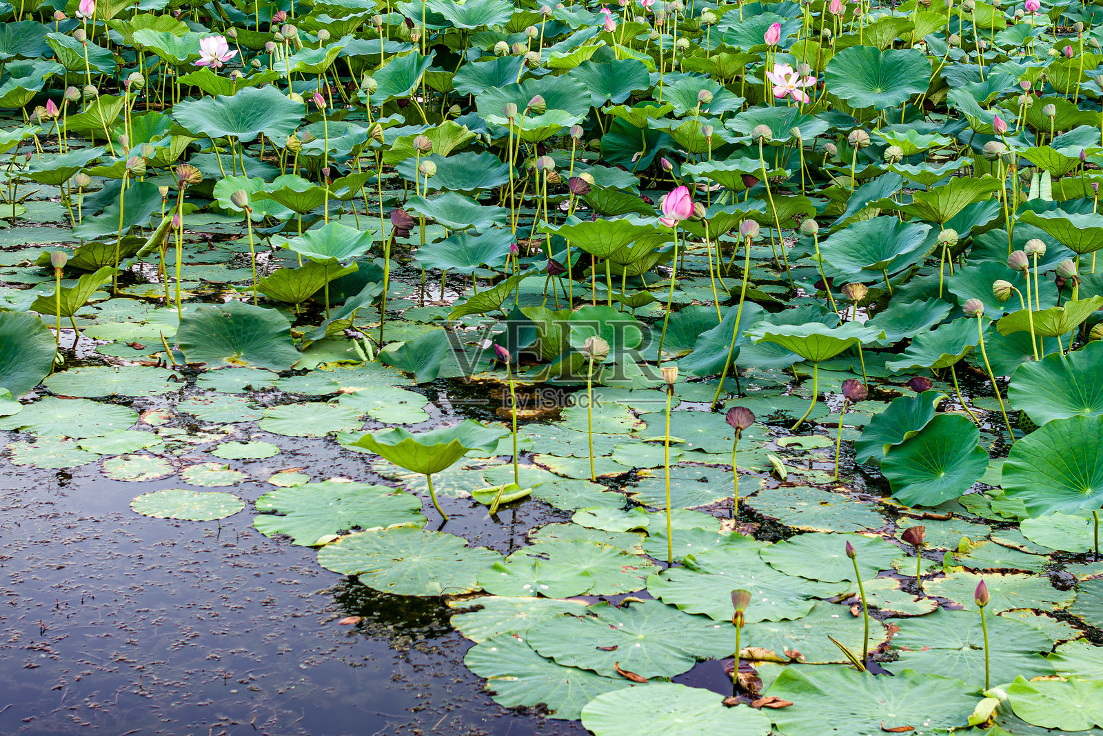 荷花在夏天盛开照片摄影图片